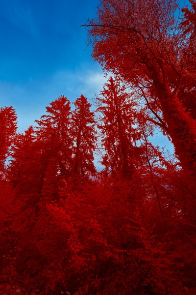 Maple leaf tree under the blue sky
